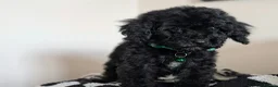Cavapoochon dogs for sale: Extensively Tested Cavapoochons Fully Vaccinated  - Advert 31