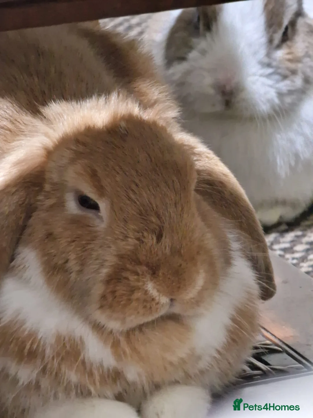 Mini Lop rabbits for sale: 🐰 Adorable Adult Rabbit Looking for a New Home 🏡 - Advert 2