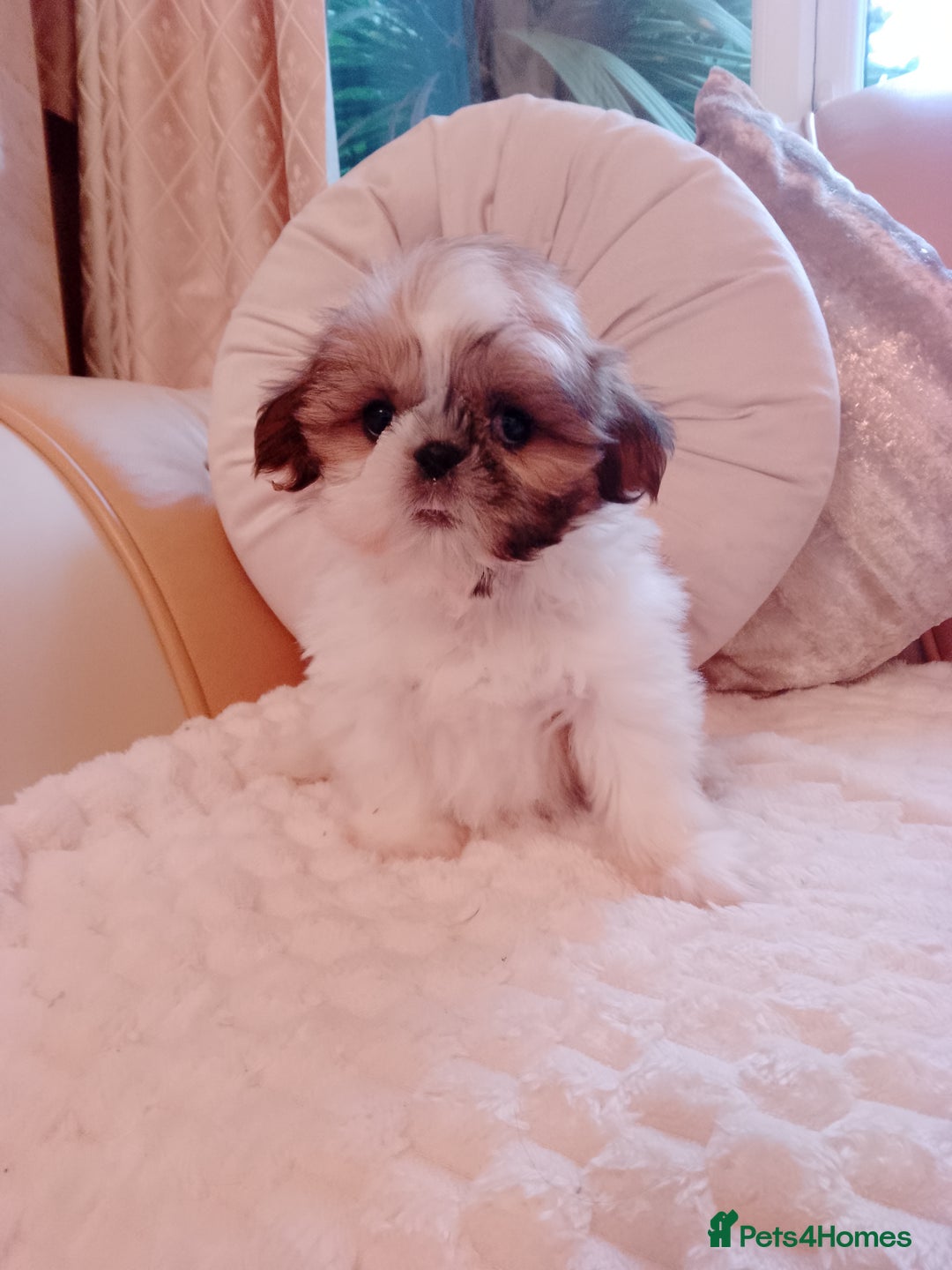 Shih Tzu dogs for sale: Shih Tzu puppies - Advert 4