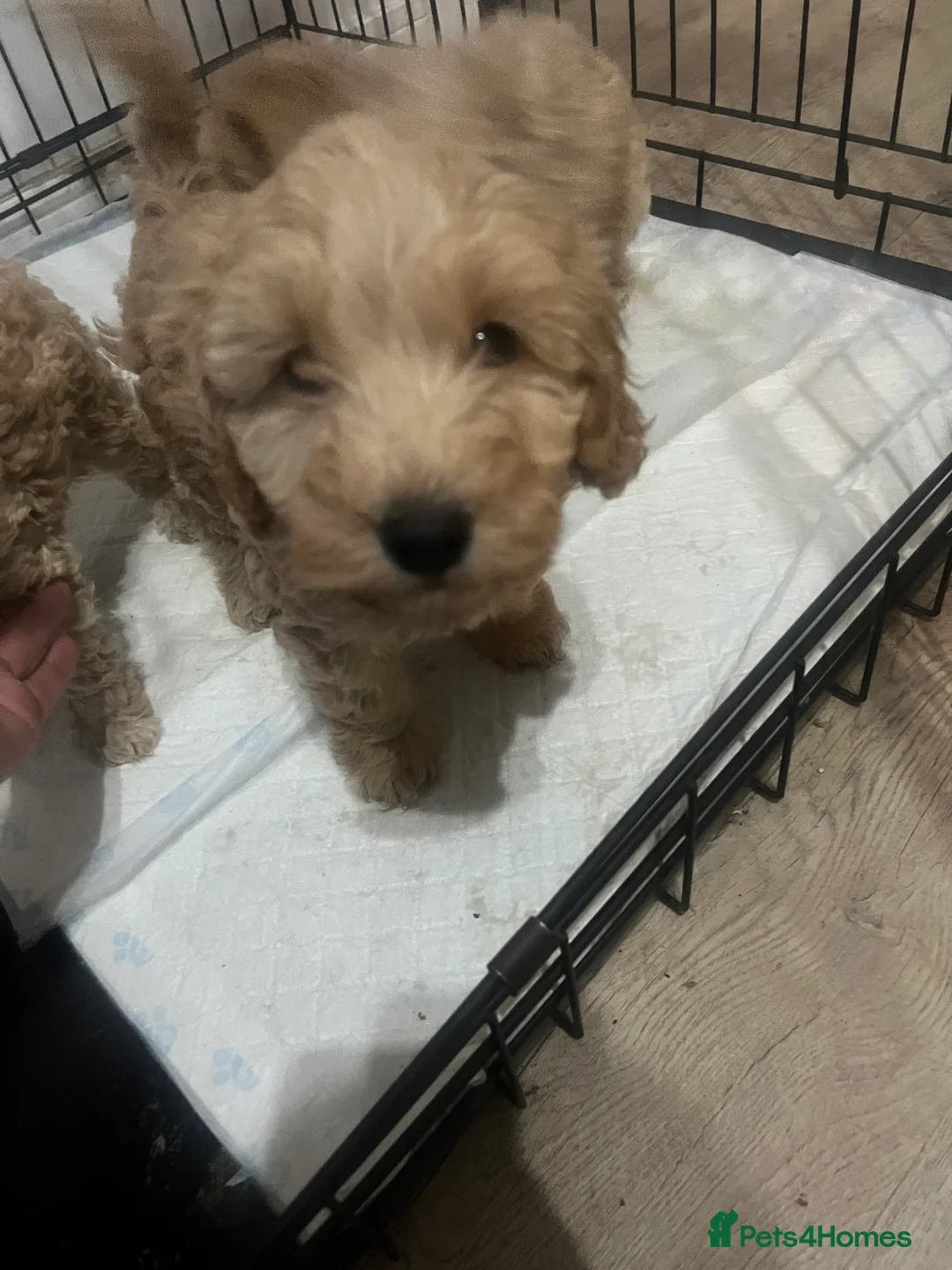 Cockapoo dogs for sale: F1B cockapoos READY TO GO  - Advert 2