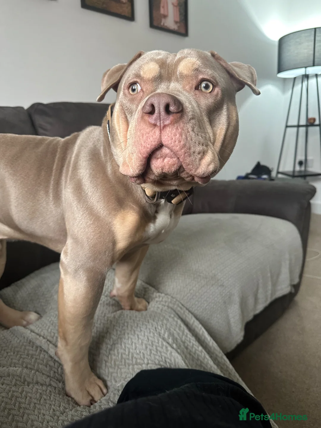 American Bully dogs for sale: Sweet boy needing a forever home❤️ - Advert 1