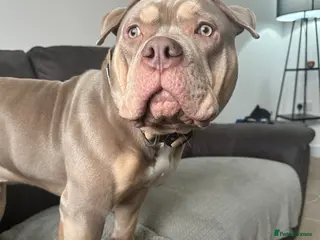 American Bully dogs Sweet boy needing a forever home❤️ - Advert 2