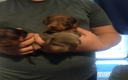 Miniature Dachshund dogs for sale: Miniature dachshund puppies - Image 4