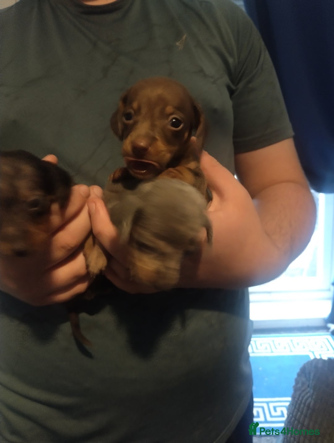 Miniature Dachshund dogs for sale: Miniature dachshund puppies - Image 4
