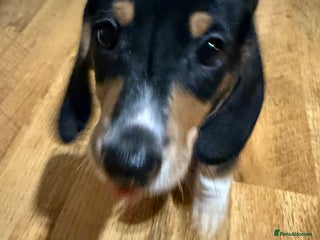 Dachshund dogs Male Dachsund puppy 9 weeks - Advert 3