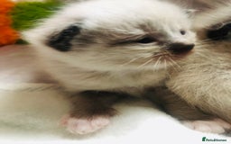 Ragdoll cats for sale: Ragdoll kittens  - Advert 20