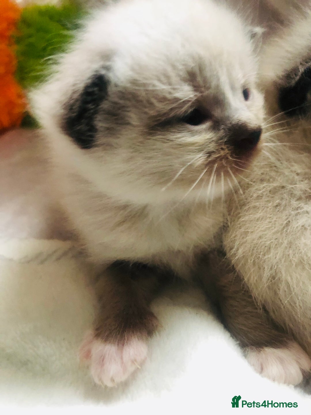 Ragdoll cats for sale: Ragdoll kittens  - Advert 20