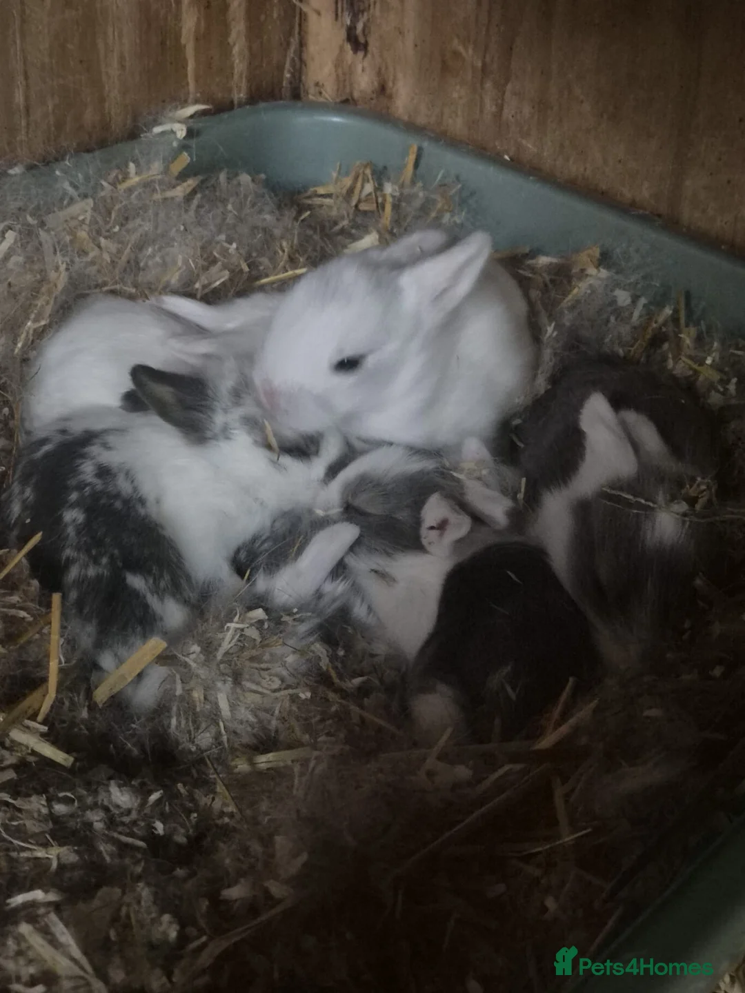 Mixed Breed rabbits for sale: Baby rabbits  - Advert 1