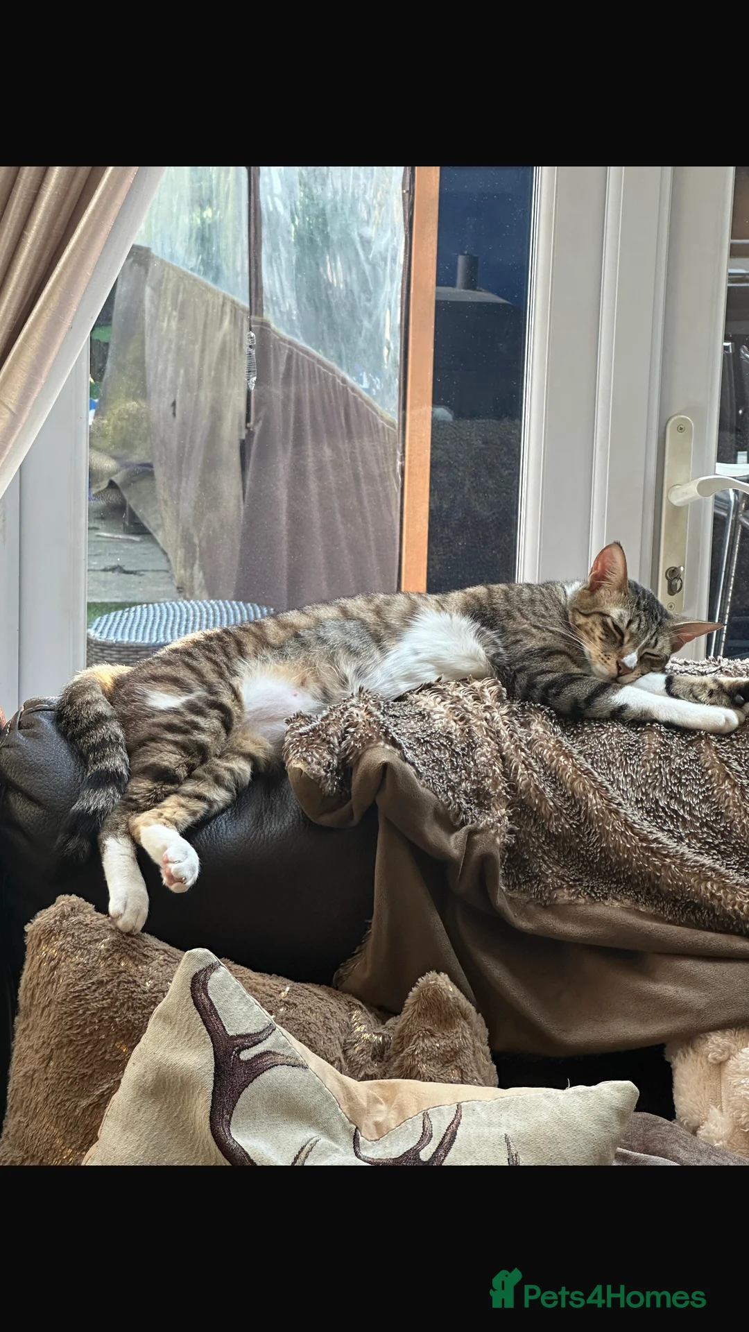 Mixed Breed cats for adoption: NOODLE - AMAZING FURPATTERN AFECTIONATE FUN HAPPY  - Advert 8