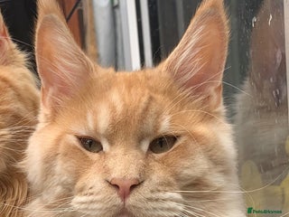 Maine Coon cats in Wellingborough - Advert 1