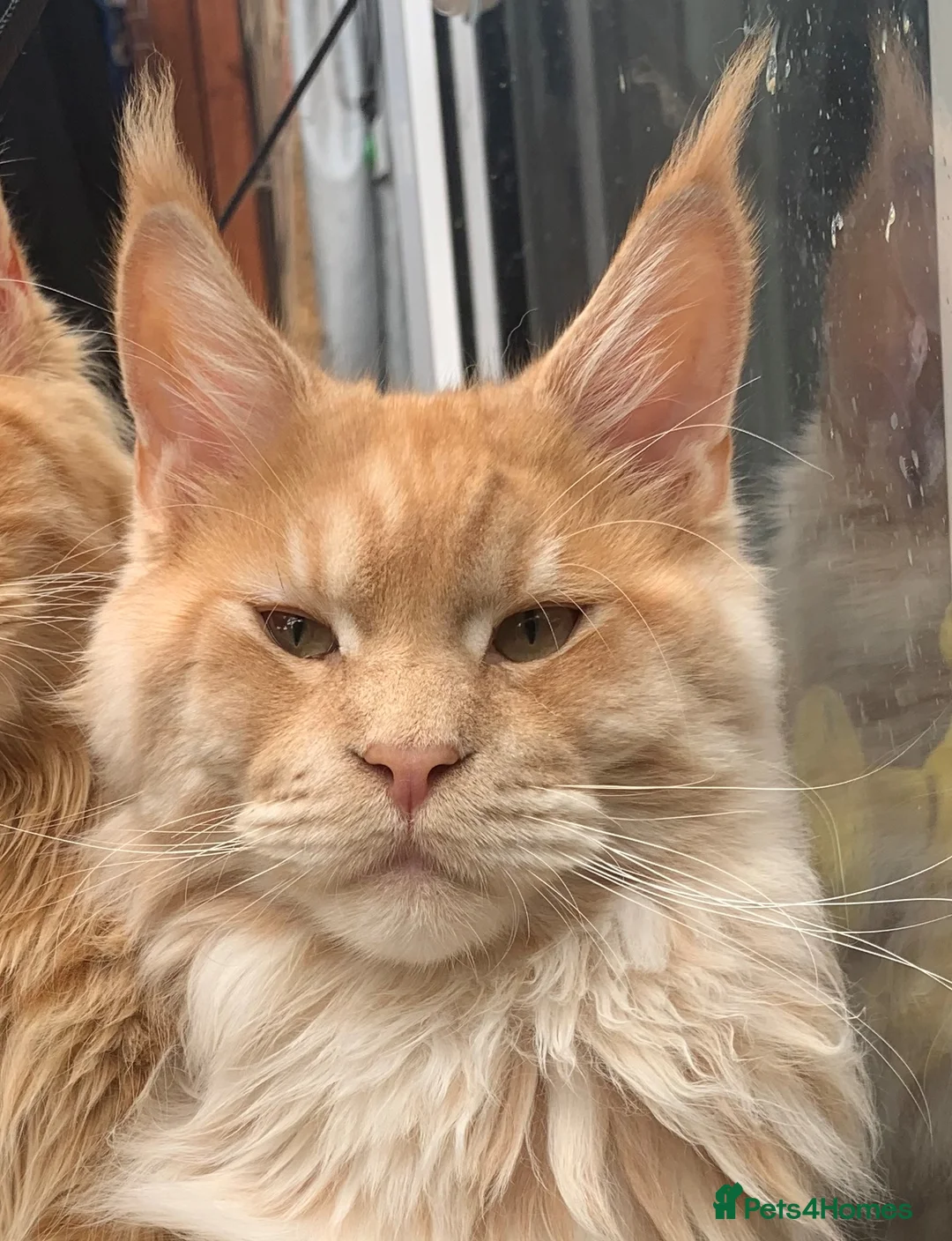 Maine Coon cats for stud: Maine Coon Pedigree for Stud.  GCCF Registered in Wellingborough - Advert 1
