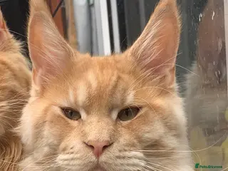 Maine Coon cats Maine Coon Pedigree for Stud. GCCF Registered in Wellingborough - Advert 9