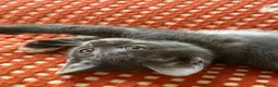 Mixed Breed cats for sale: BEAUTIFUL GREY KITTEN - Advert 6