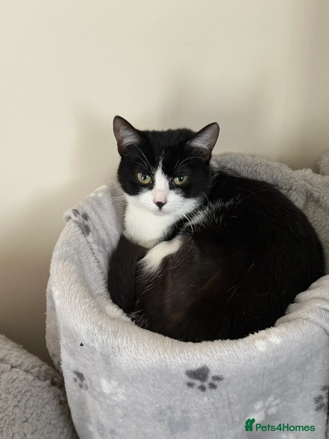 Mixed Breed cats for sale: Two tuxedo kittens 9 months old - Advert 2