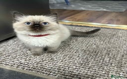 Ragdoll cats for sale: Ragdoll Kittens - Image 5