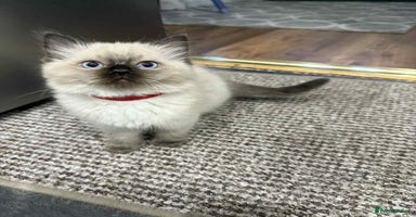 Ragdoll cats - Advert 9