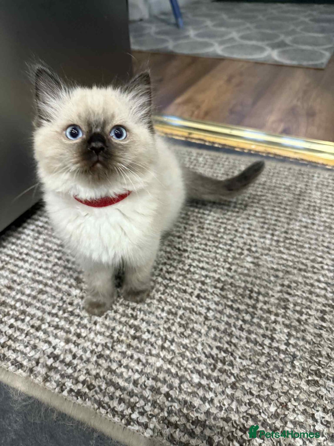 Ragdoll cats for sale: Ragdoll Kittens - Image 5