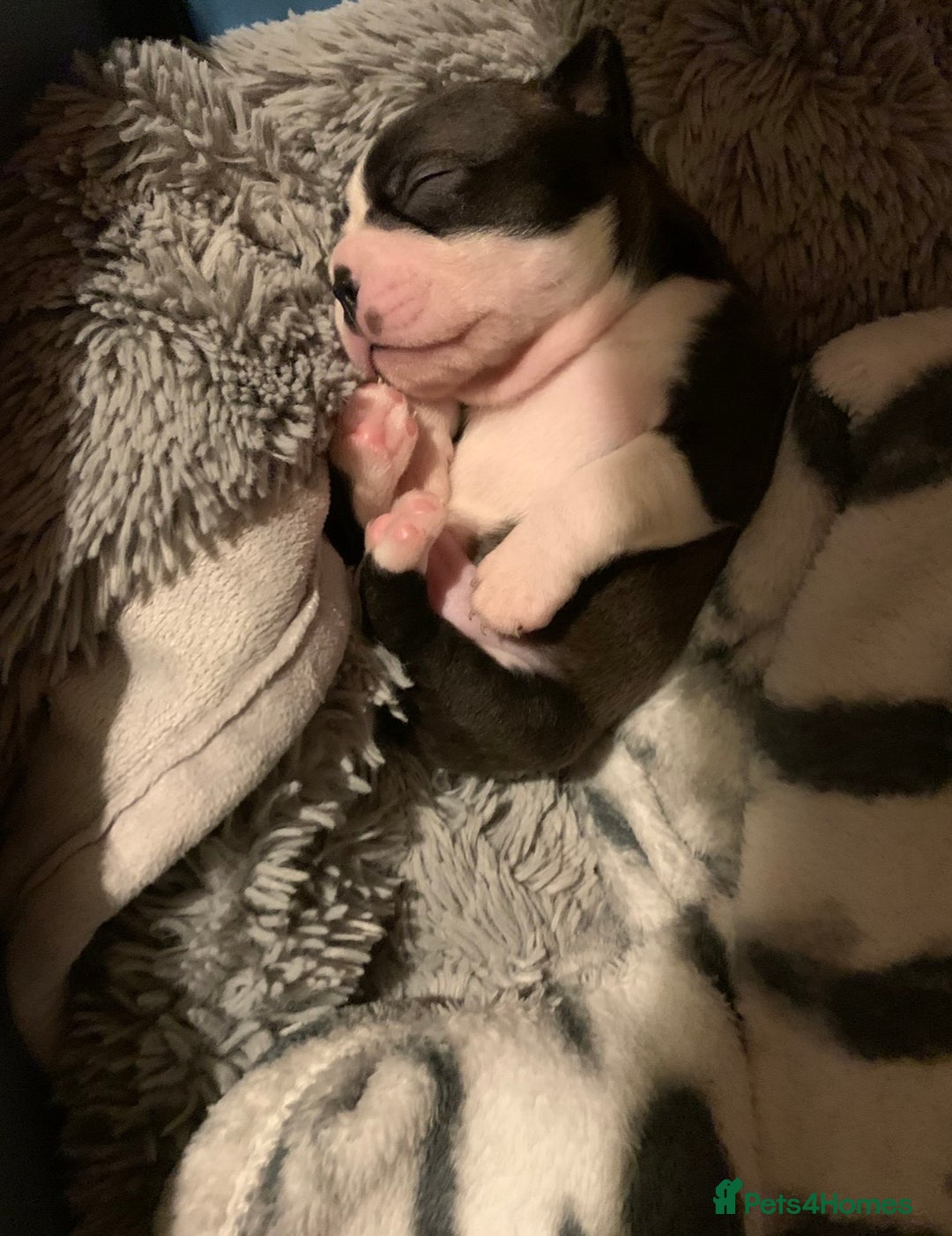 Boston Terrier dogs for sale: Boston Terrier 🐕 Puppy 🐕 KC Registered - Advert 9