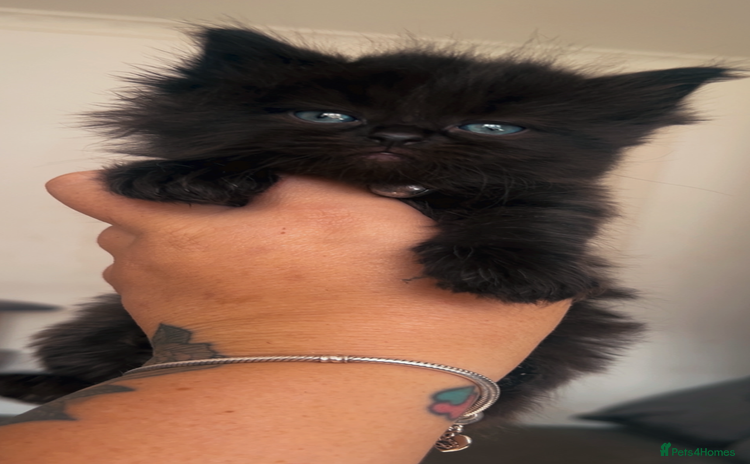 Ragdoll cats - Advert 15