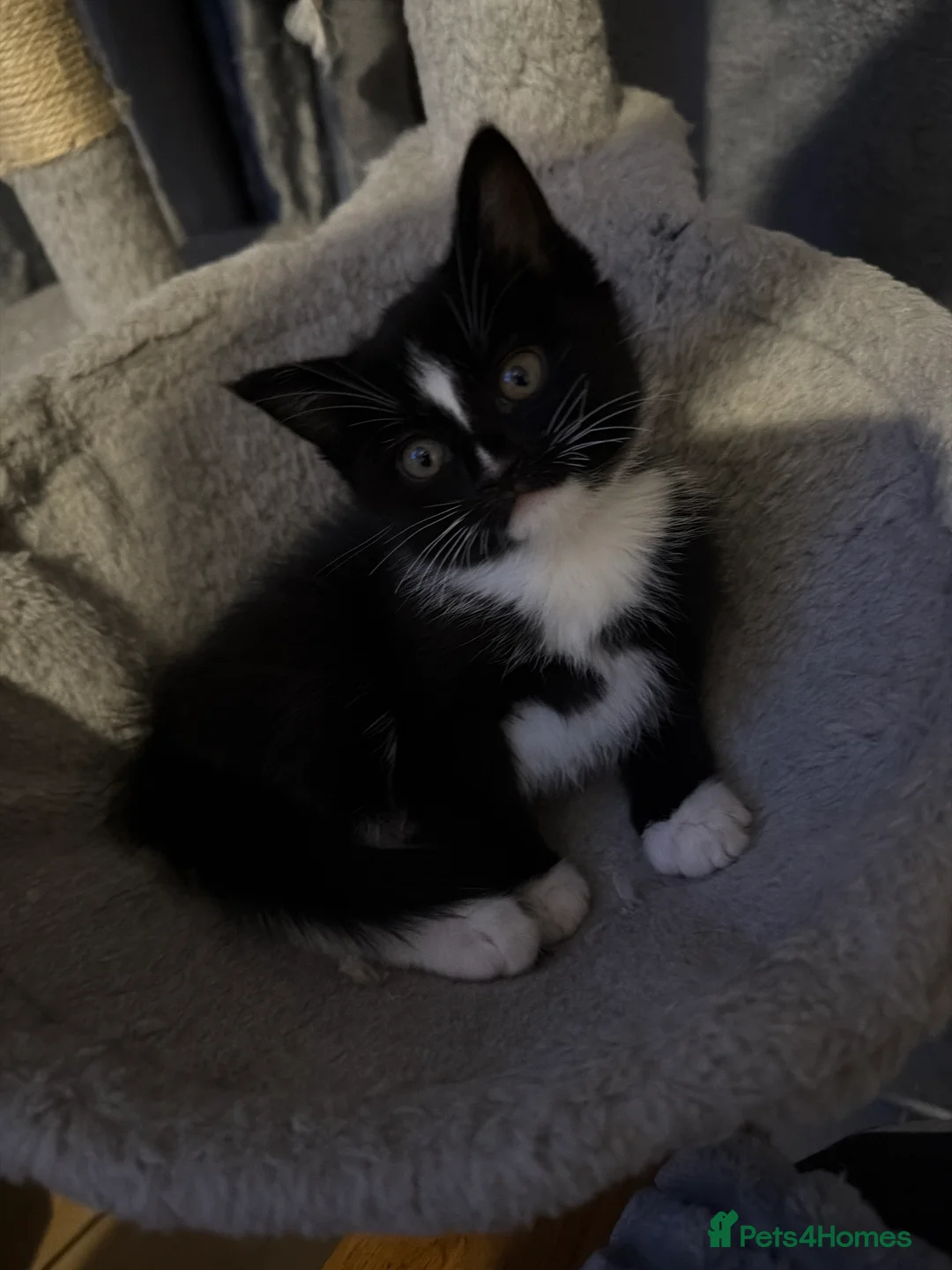 Ragdoll cats for sale: 1 ragdoll x domestic shorthair kitten - Advert 1