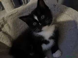 Ragdoll cats 1 ragdoll x domestic shorthair kitten - Advert 5