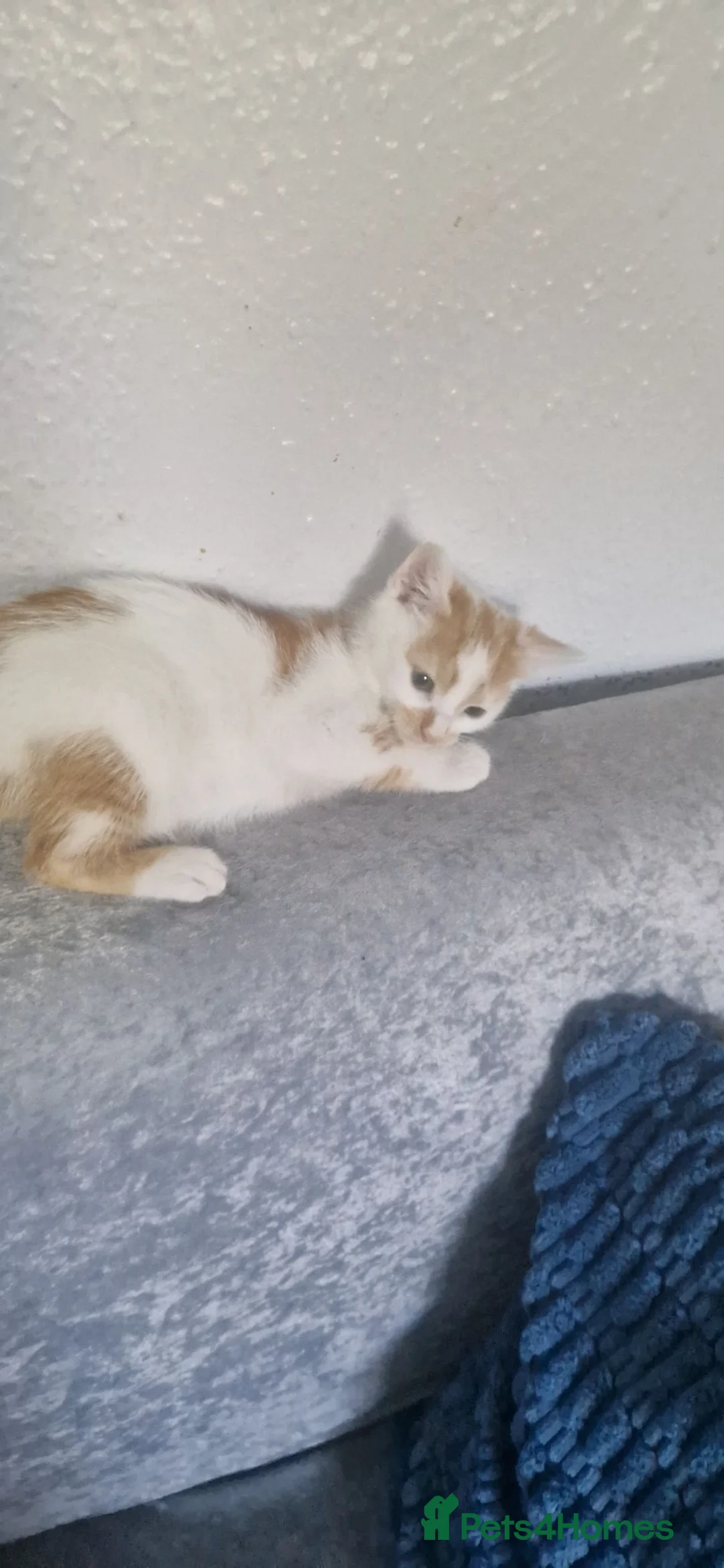 Domestic Shorthair cats for sale: Kittens for sale - Advert 6