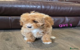 Cockapoo dogs for sale: Adorable cockapoo pups ready to go 🐶 - Image 2