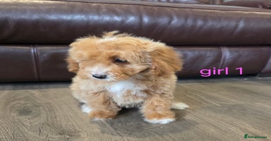 Cockapoo dogs - Advert 8