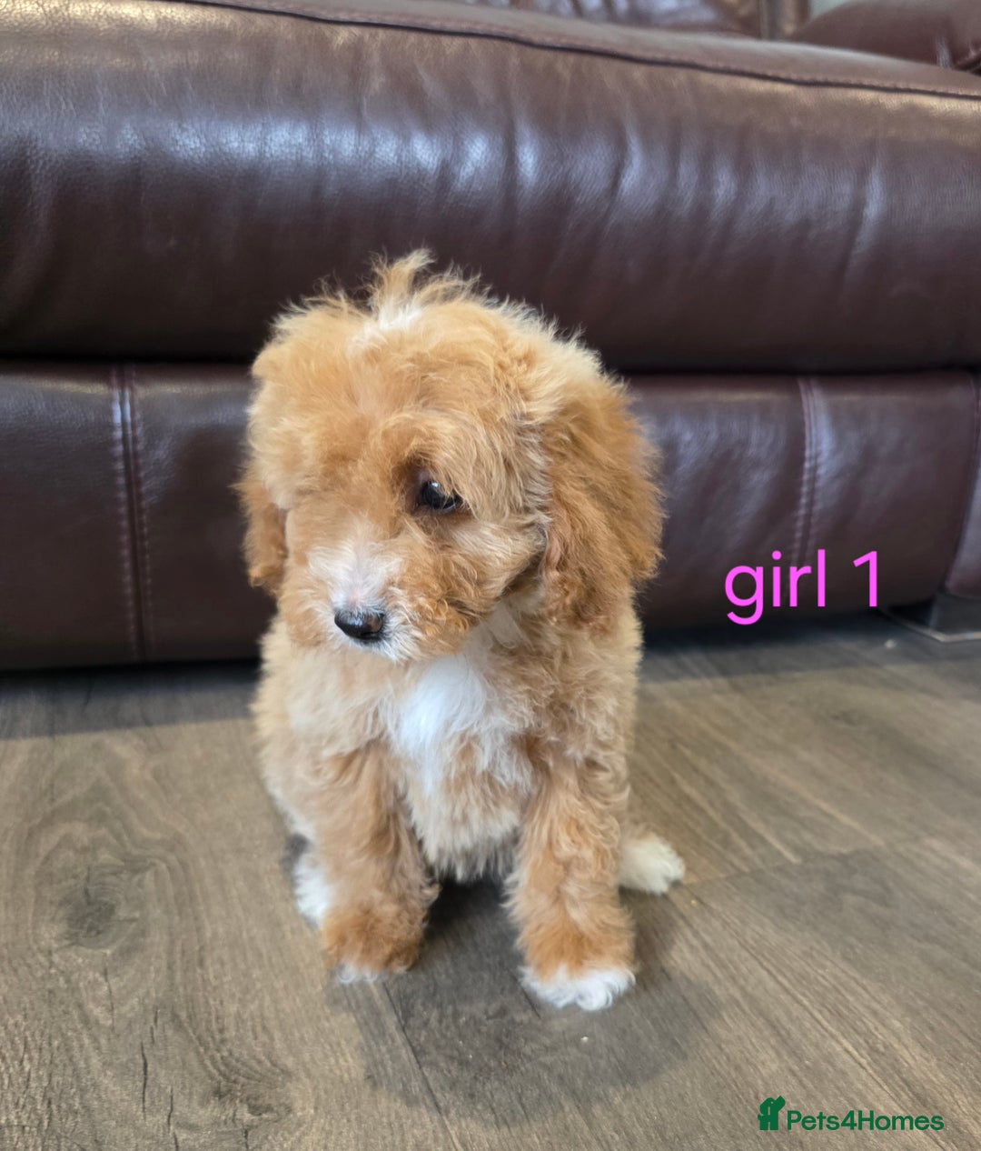 Cockapoo dogs for sale: Adorable cockapoo pups ready to go 🐶 - Image 2