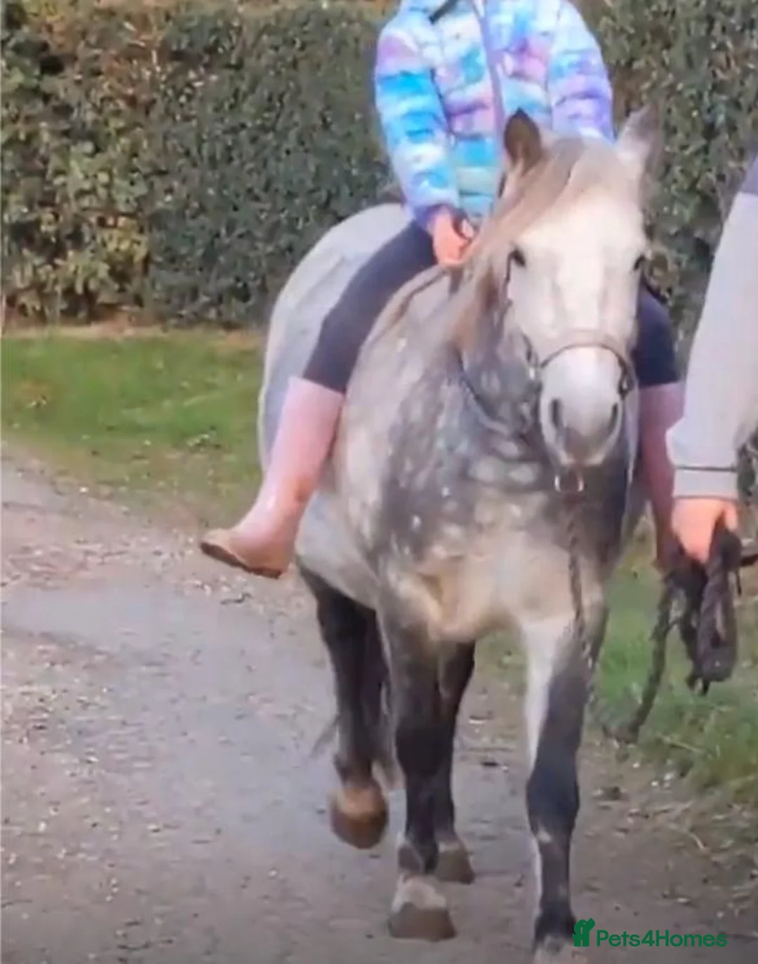 Riding pony horses for sale: Star  - Advert 2
