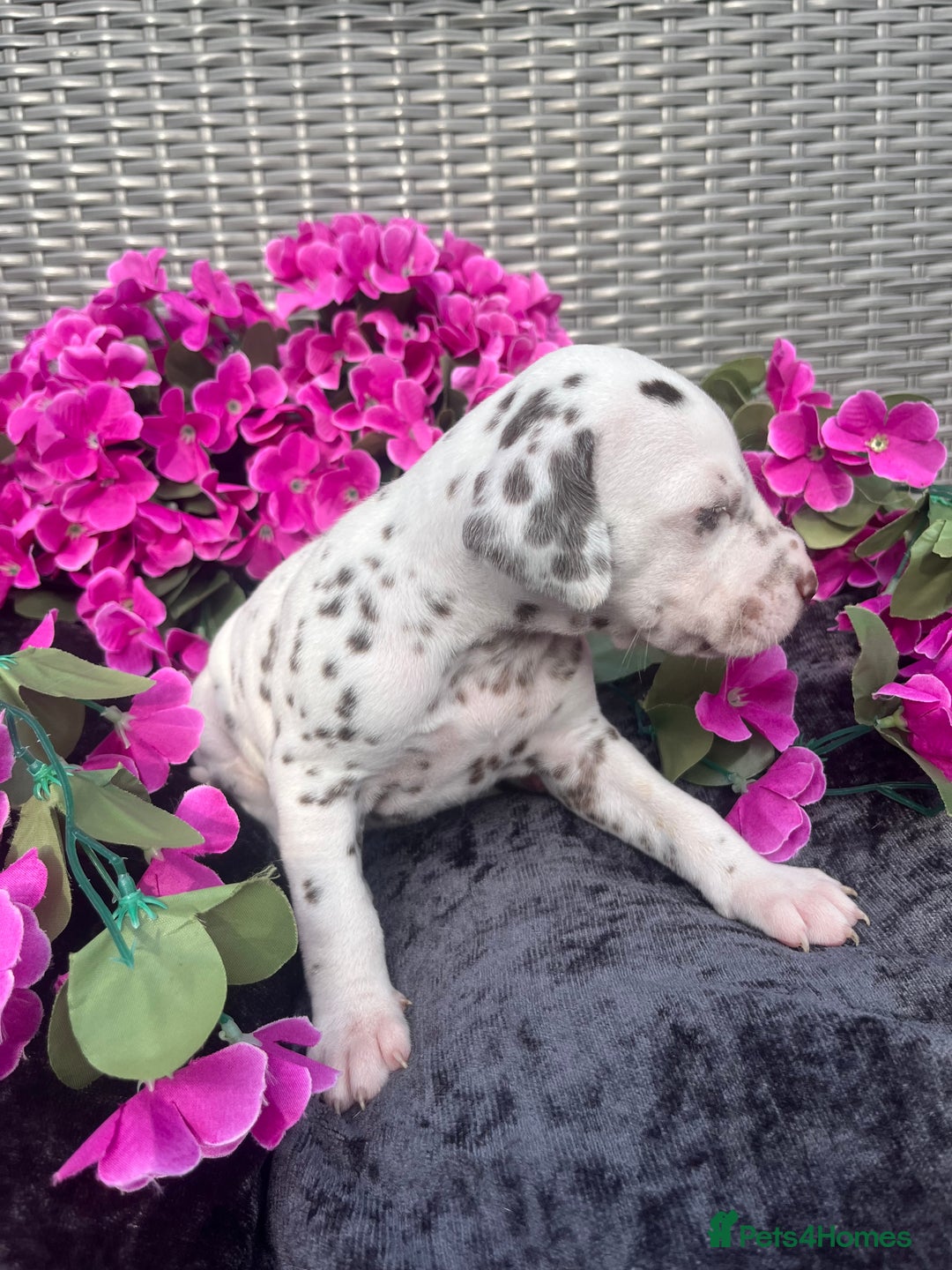 Dalmatian dogs for sale: Beautiful KC registered litter of dalmations  - Image 17