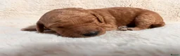 Goldendoodle dogs for sale: GoldenDoodle F1b  - Advert 7