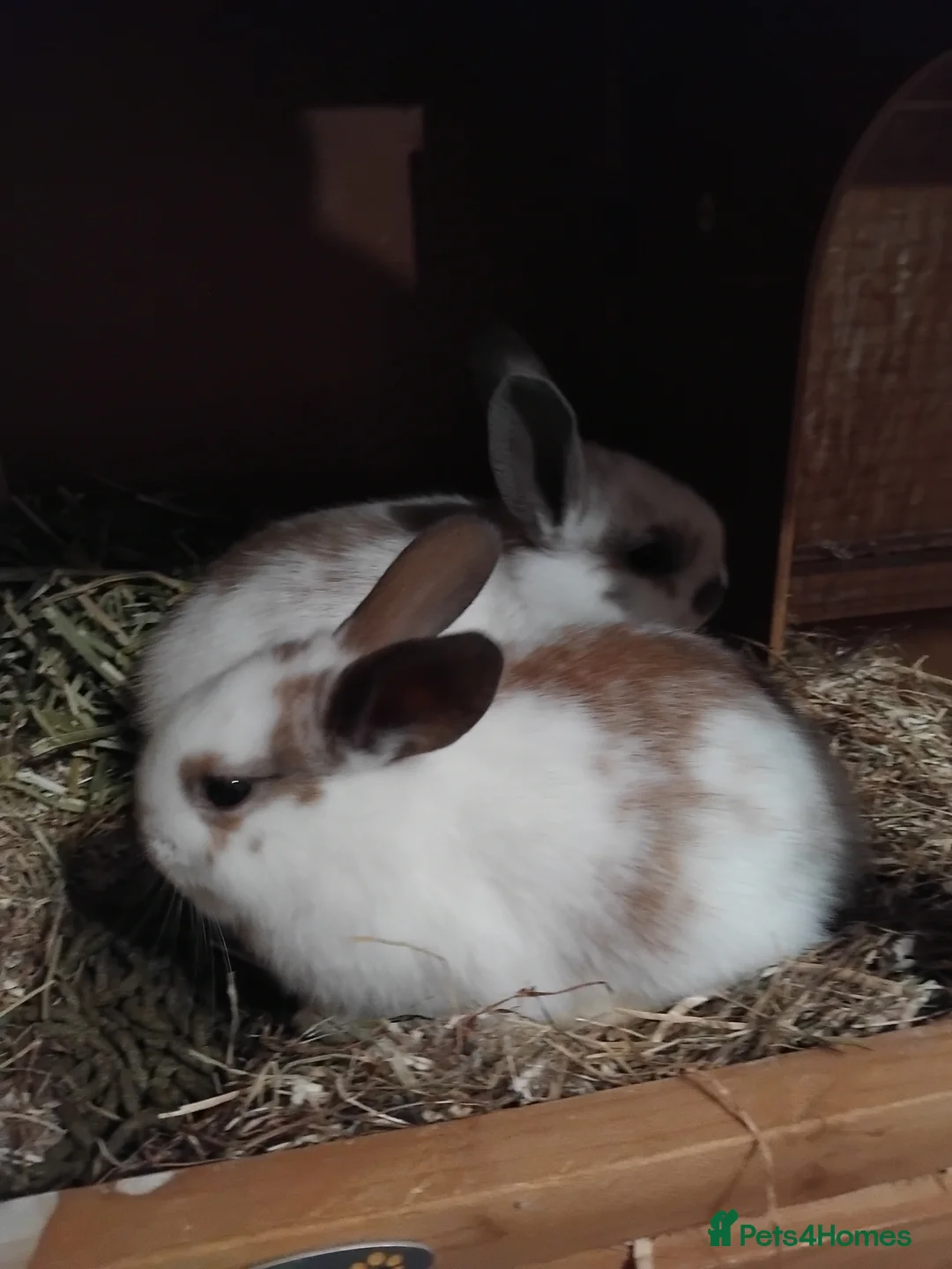English Spot rabbits for sale: English mix breed rabbit  - Advert 2
