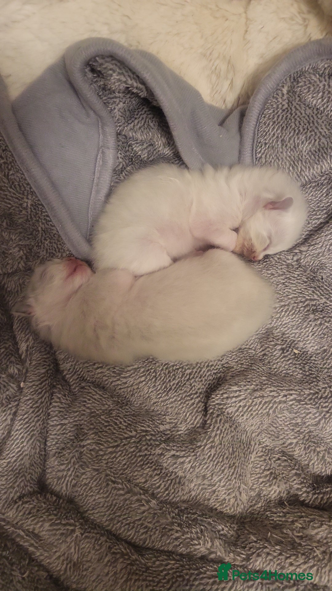 Ragdoll cats for sale: Ragdoll Kittens  - Image 2