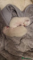 Ragdoll cats - Advert 1