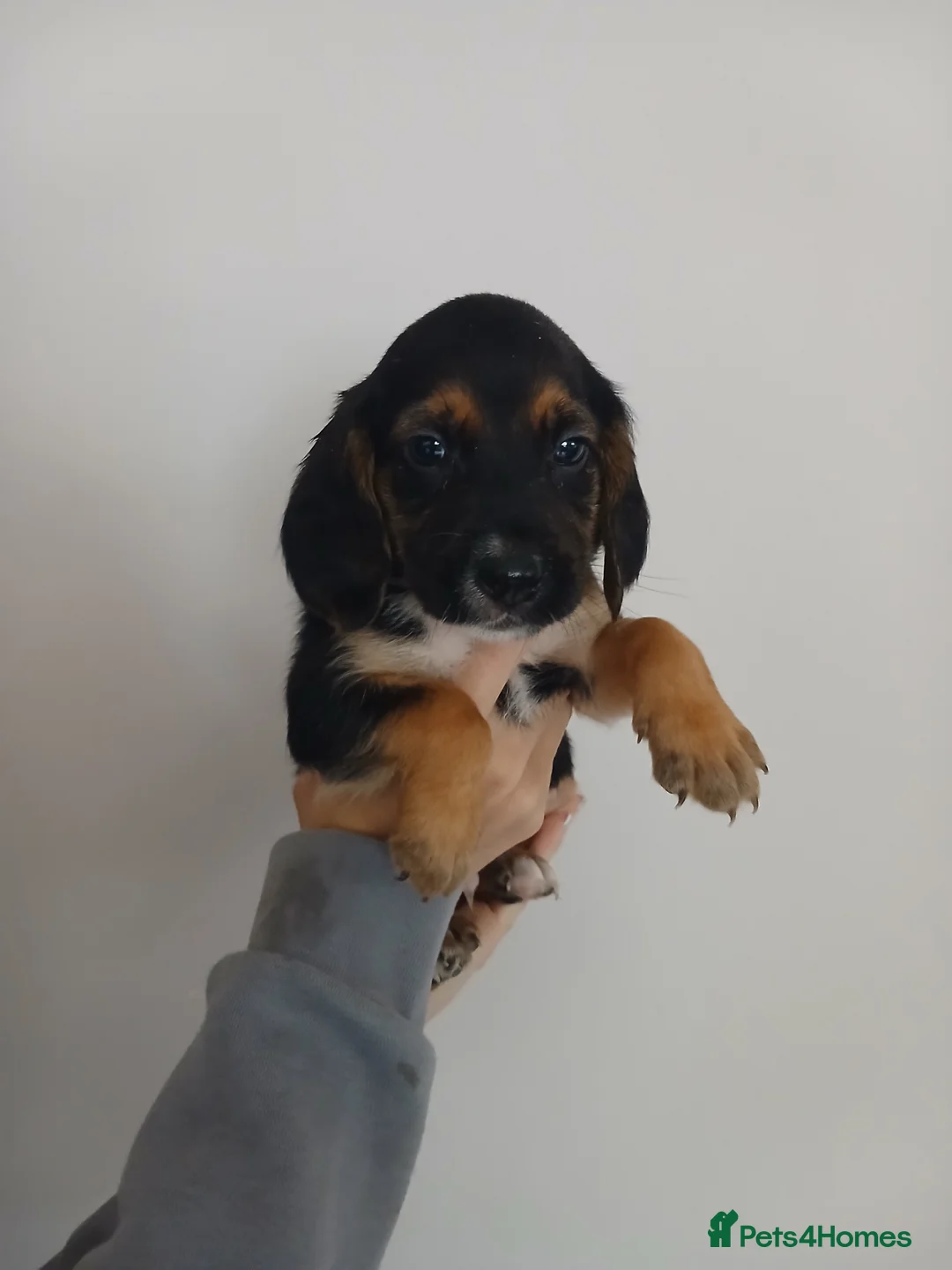 Bocker dogs for sale: 8 week old Bocker - Advert 6