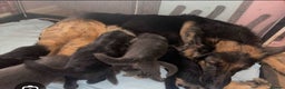 German Shepherd dogs for sale: KC Health tested long coat German Shepherd  - Advert 2