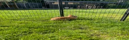 Rex rabbits for sale: Loving home needed for three beautiful bunnies 🐰  - Advert 10