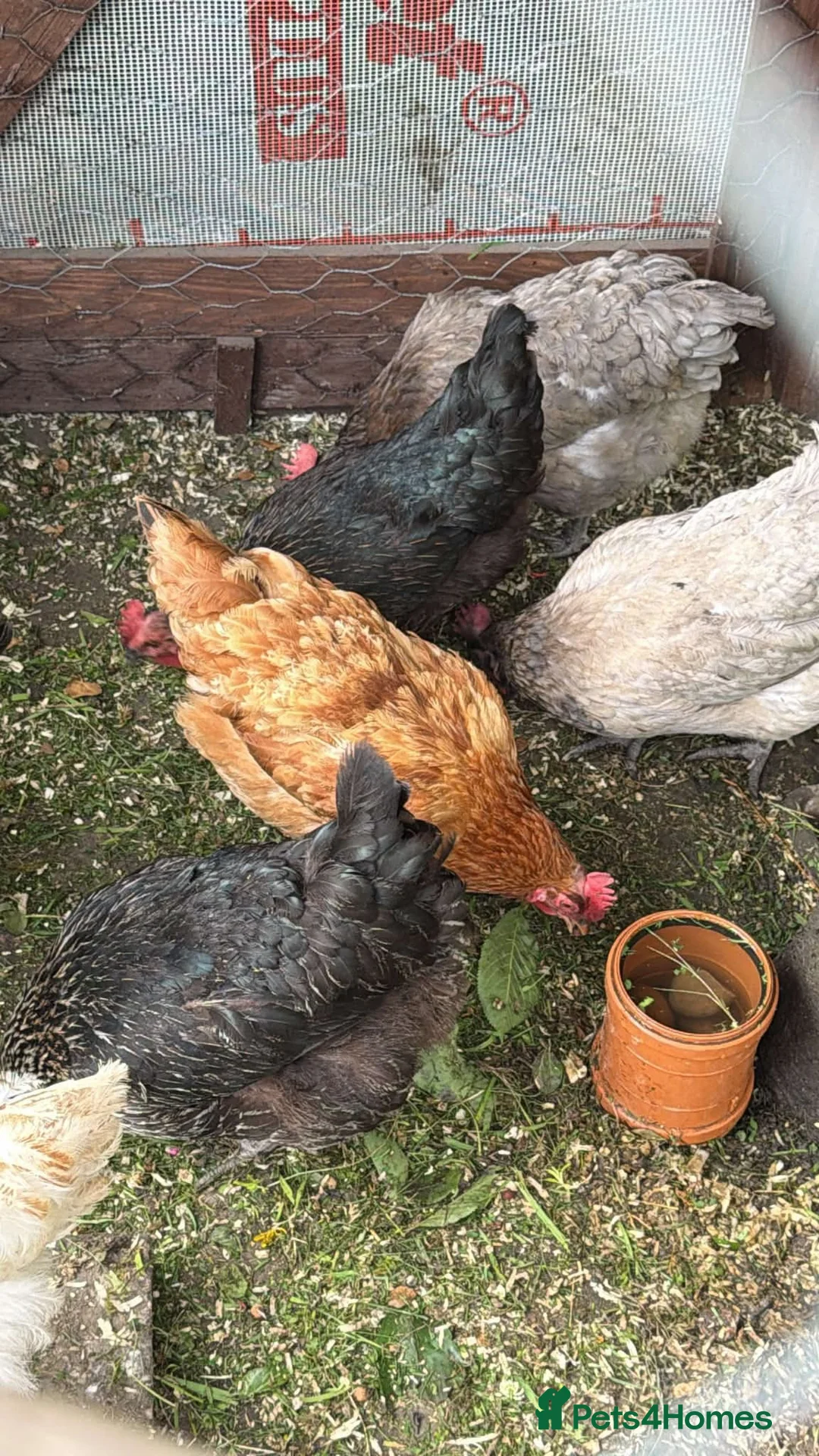 Chickens poultry for sale: Baby Chicks for sale!!  in Coventry - Advert 8