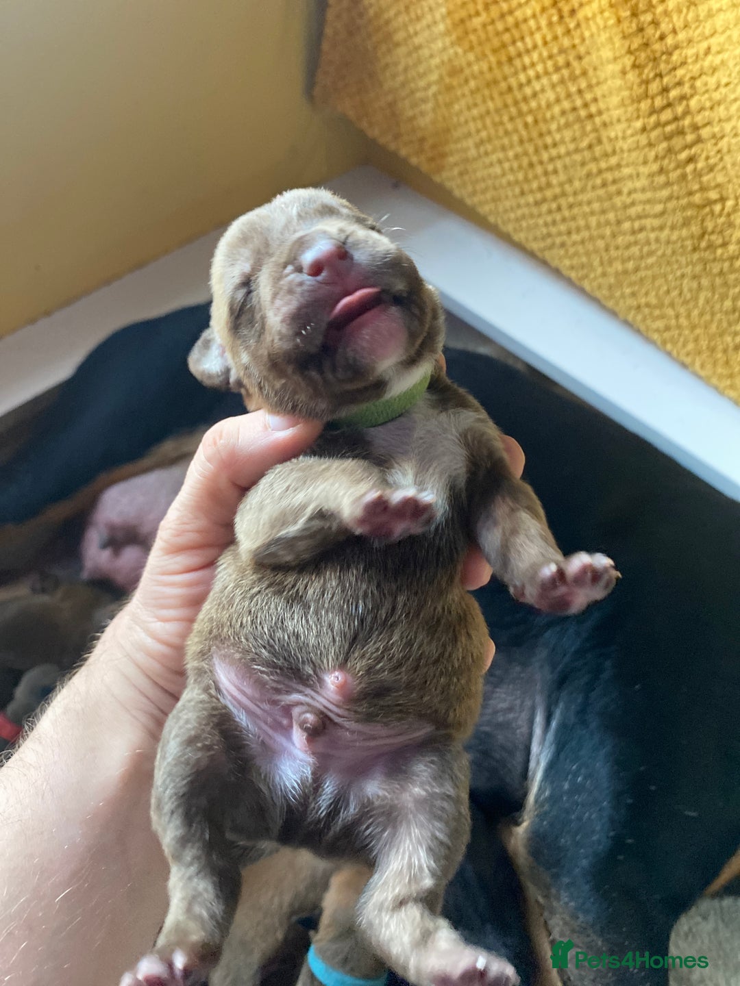 Mixed Breed dogs for sale: Rottweiler  ** taffy puppies - Image 17