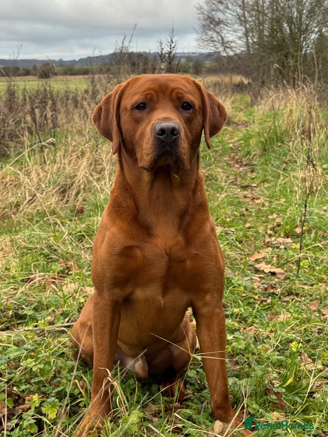 Labrador Retriever dogs for stud: Perfect 0/0 Hips & Elbows Dark Fox Red Labrador ⭐️ - Advert 2