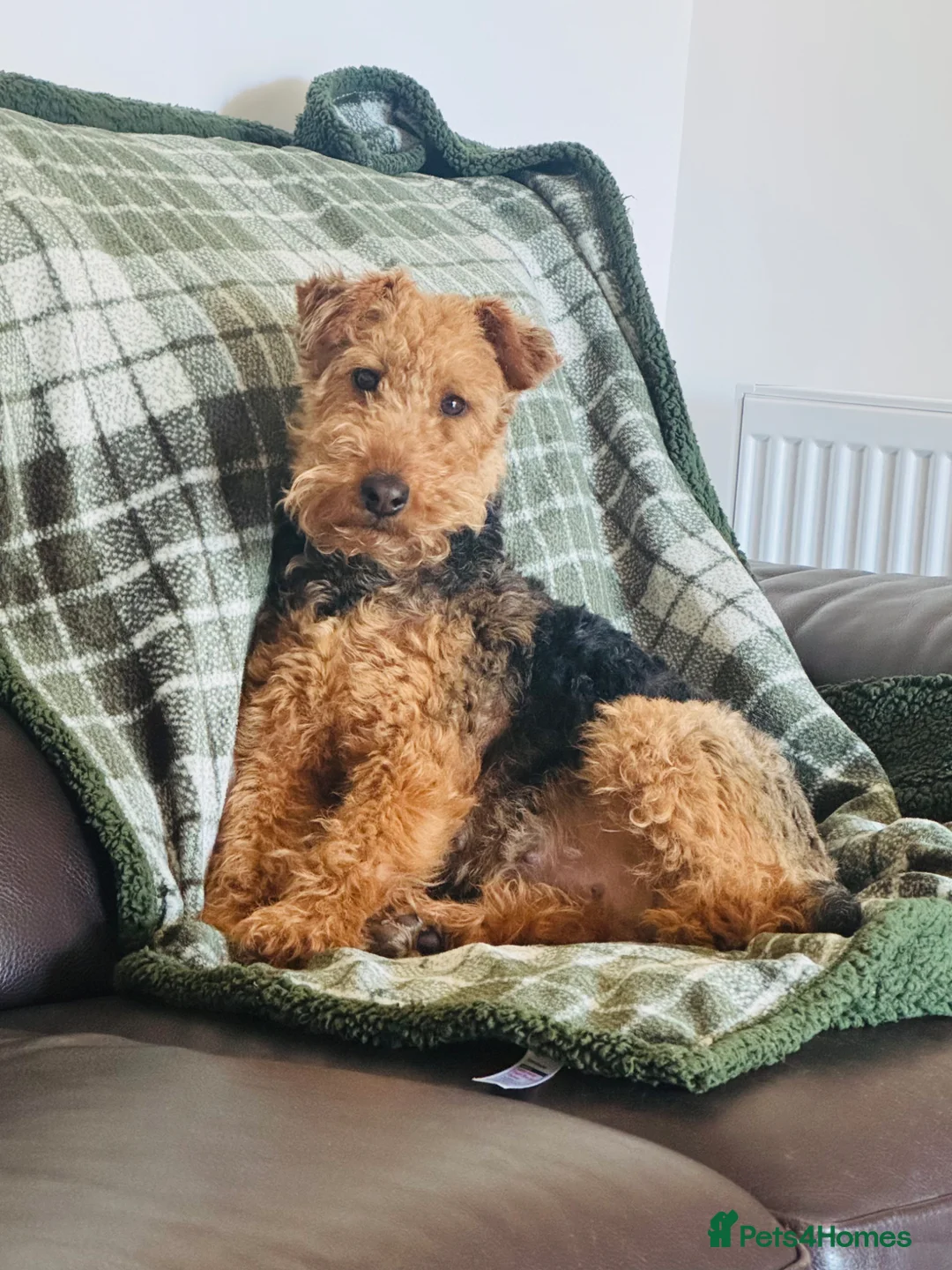 Welsh Terrier dogs for sale: Welsh terrier puppies - Advert 8