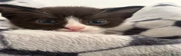 Mixed Breed cats for sale: Gorgeous kittens  - Advert 4