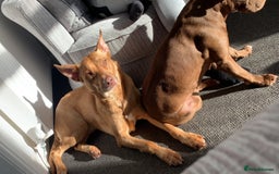 Labrador Retriever dogs for sale: skye x - Image 4
