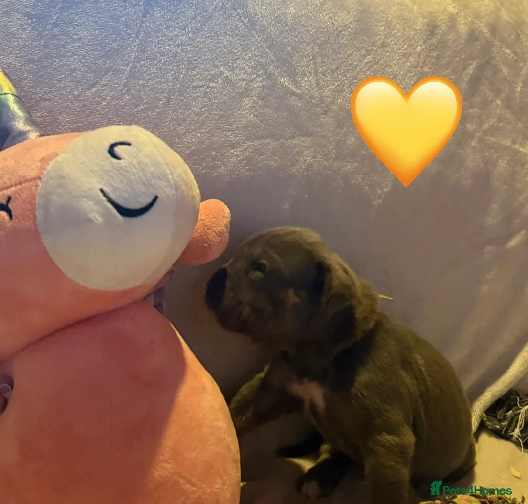 Cane Corso dogs for sale: Cane corso puppies ICCF registered  - Advert 30