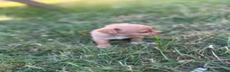 Mixed Breed dogs for sale: Beautiful pomjacks for sale - Advert 4
