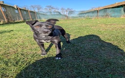 Mixed Breed dogs for adoption: Spirit for adoption - Image 1