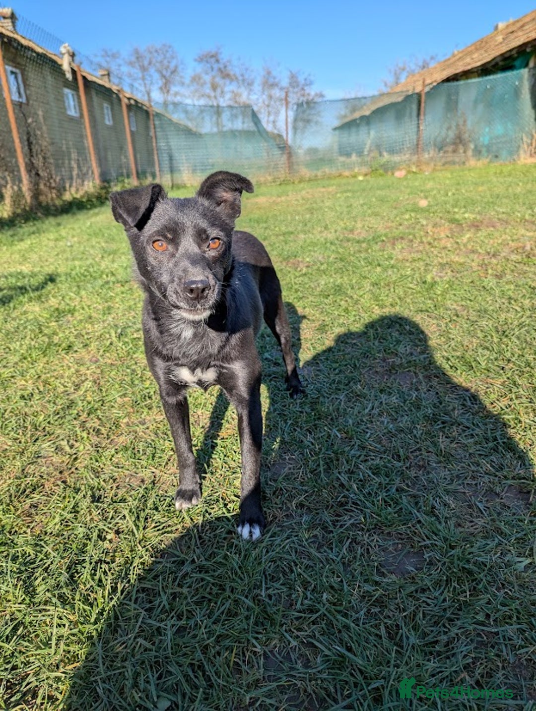 Mixed Breed dogs for adoption: Spirit for adoption - Image 1