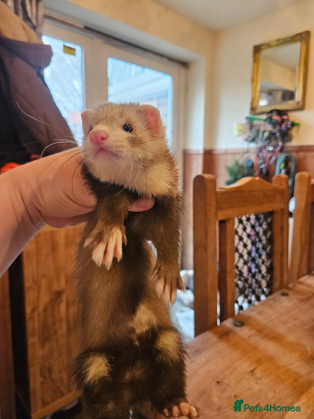 Ferret rodents for sale: Small hob ferret tame  - Advert 7