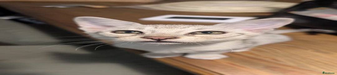 Savannah Kitten 1